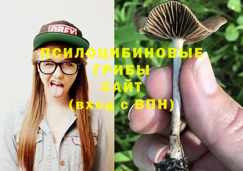 Псилоцибиновые грибы GOLDEN TEACHER  Артёмовский 